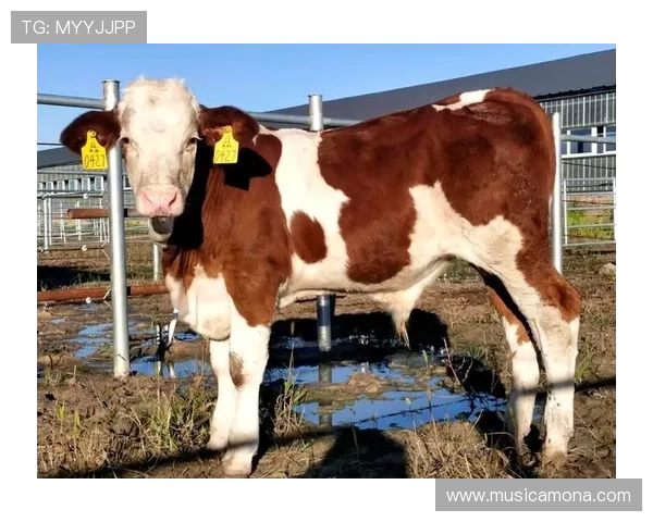 尊龙凯时手机官方地址最新入口，安全稳定的登录体验全攻略